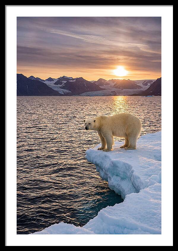 Polar Bear Under Midnight Sun