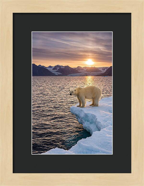Polar Bear Under Midnight Sun