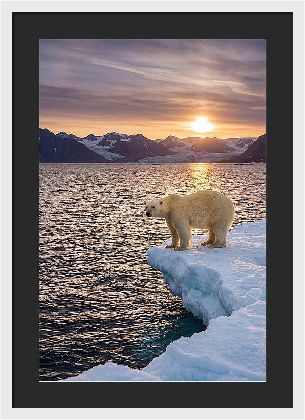 Polar Bear Under Midnight Sun