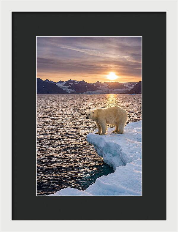 Polar Bear Under Midnight Sun