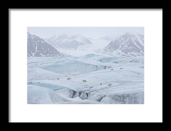 Polar Bears On Svalbard Ice