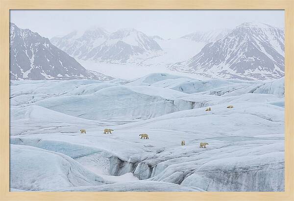 Polar Bears On Svalbard Ice