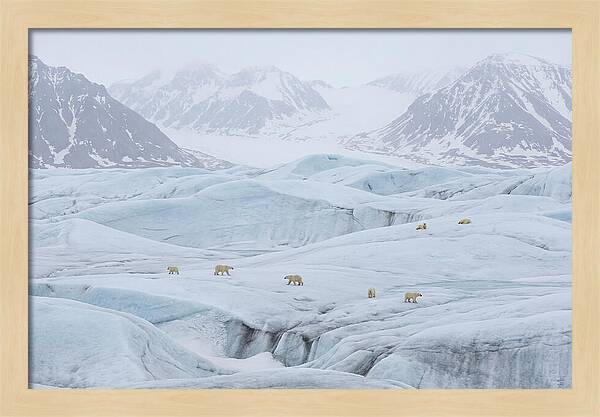 Polar Bears On Svalbard Ice