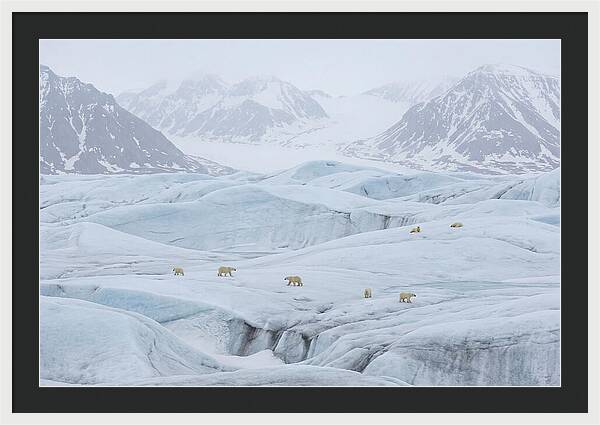 Polar Bears On Svalbard Ice