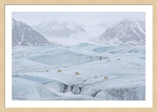 Polar Bears On Svalbard Ice