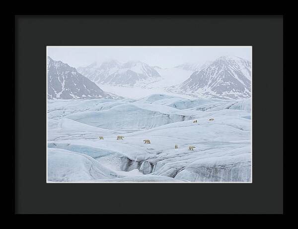 Polar Bears On Svalbard Ice