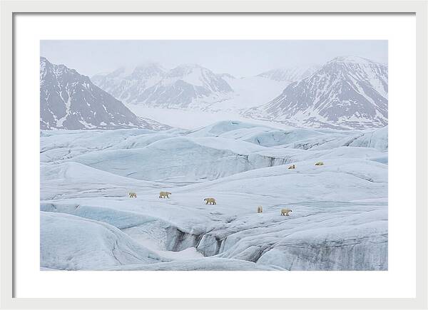 Polar Bears On Svalbard Ice