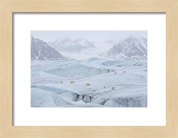 Polar Bears On Svalbard Ice