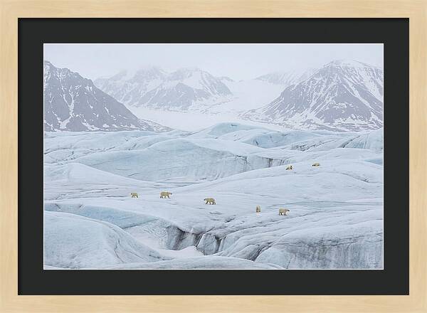 Polar Bears On Svalbard Ice