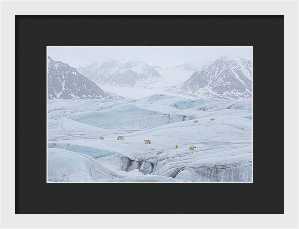 Polar Bears On Svalbard Ice