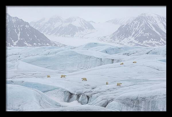 Polar Bears On Svalbard Ice