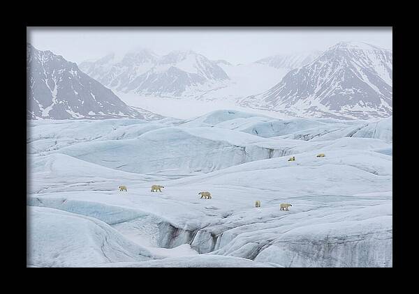Polar Bears On Svalbard Ice