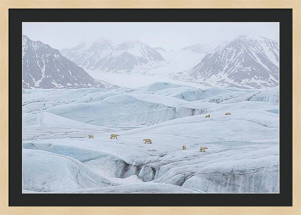 Polar Bears On Svalbard Ice