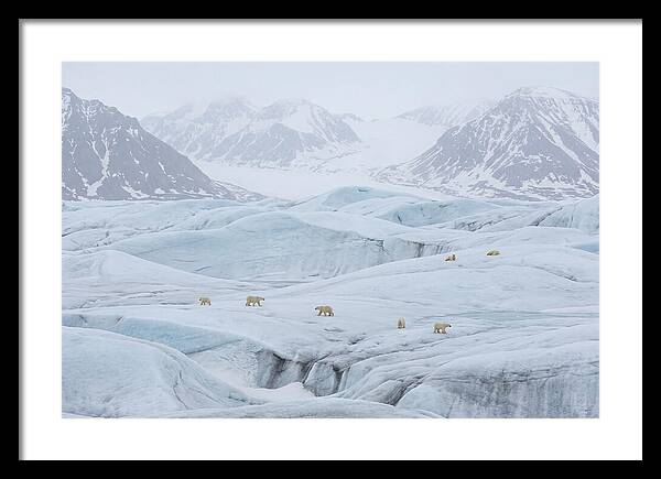 Polar Bears On Svalbard Ice
