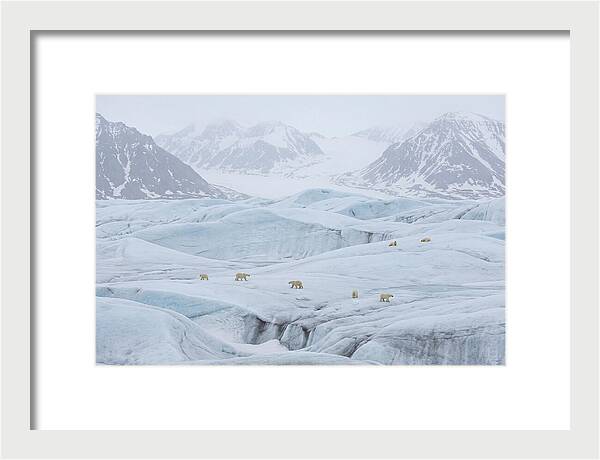 Polar Bears On Svalbard Ice
