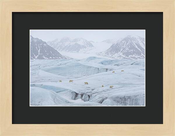 Polar Bears On Svalbard Ice