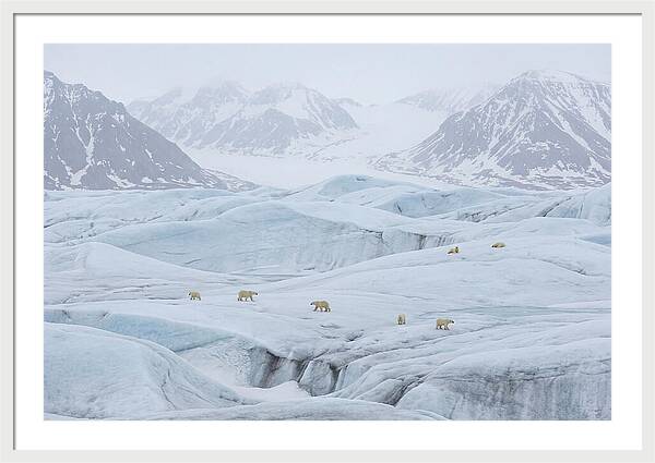 Polar Bears On Svalbard Ice