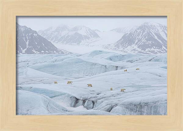 Polar Bears On Svalbard Ice