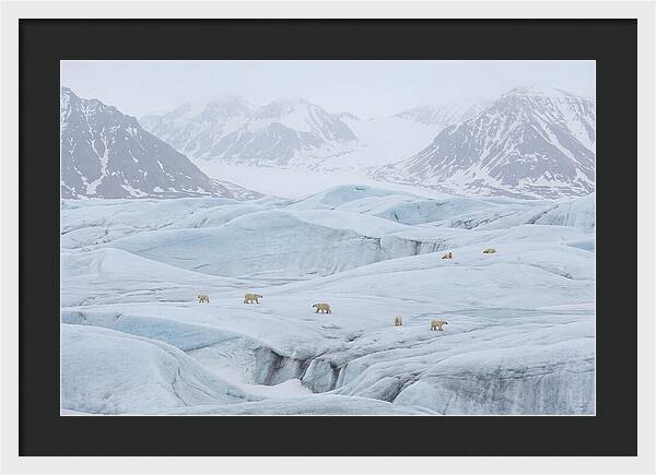 Polar Bears On Svalbard Ice