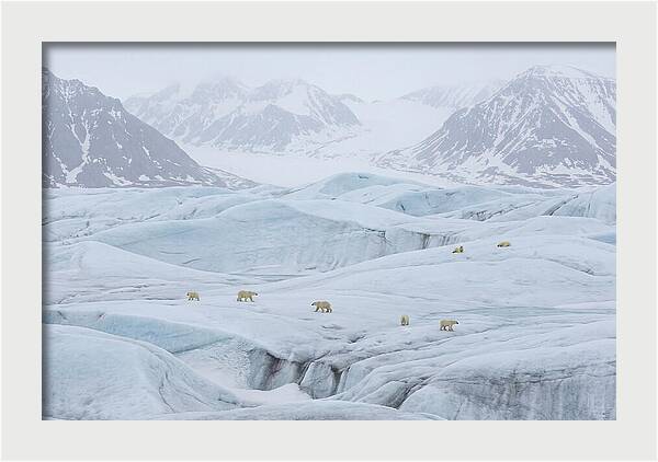 Polar Bears On Svalbard Ice