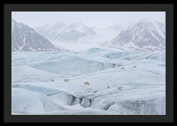 Polar Bears On Svalbard Ice
