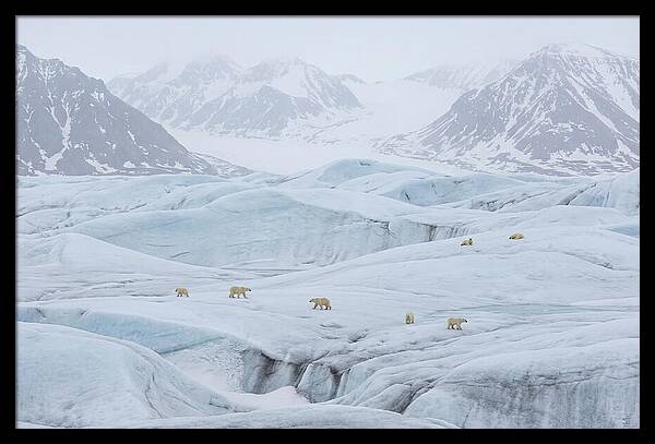 Polar Bears On Svalbard Ice