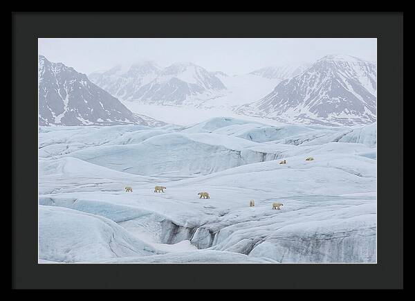 Polar Bears On Svalbard Ice