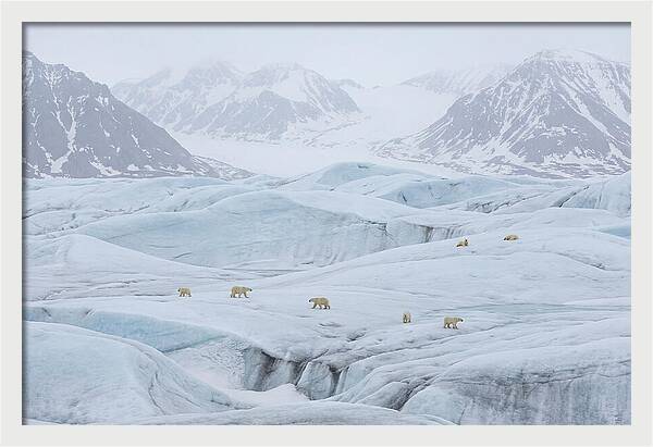 Polar Bears On Svalbard Ice
