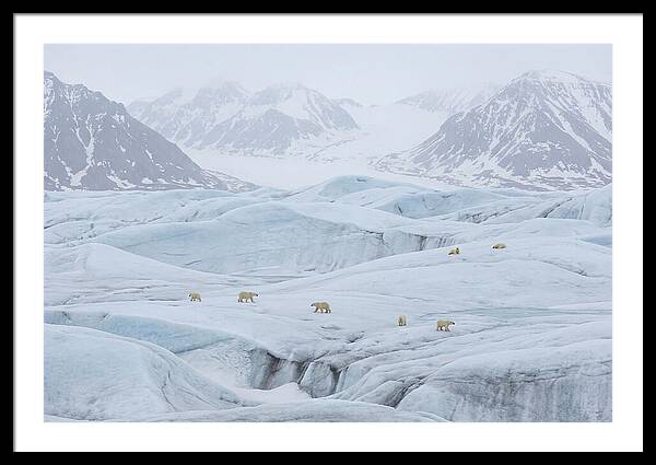 Polar Bears On Svalbard Ice