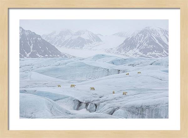 Polar Bears On Svalbard Ice