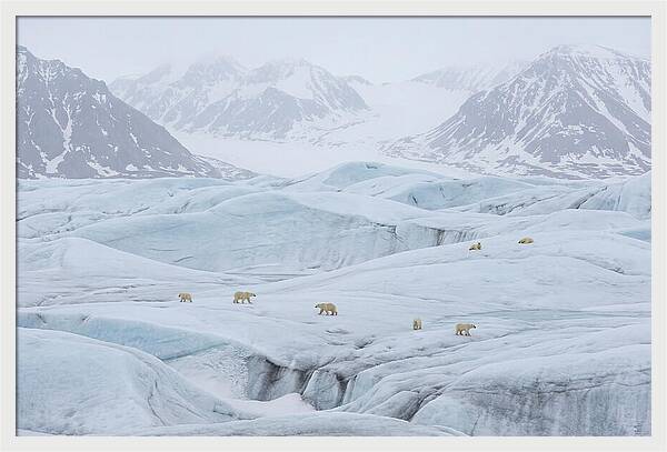 Polar Bears On Svalbard Ice