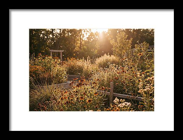 Pollinator Garden Alive With Insects