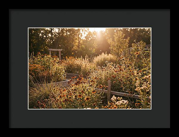 Pollinator Garden Alive With Insects
