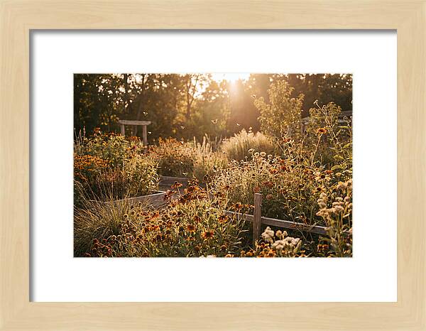 Pollinator Garden Alive With Insects