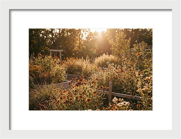 Pollinator Garden Alive With Insects