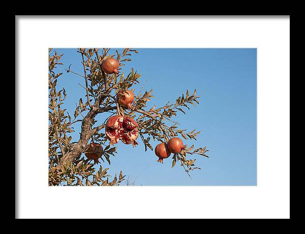 Pomegranate Branch Under Clear Sky