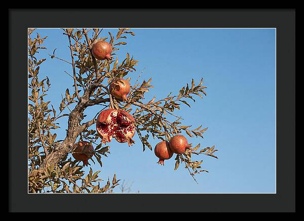 Pomegranate Branch Under Clear Sky