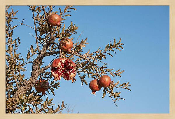 Pomegranate Branch Under Clear Sky