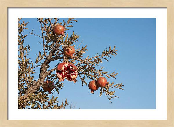 Pomegranate Branch Under Clear Sky