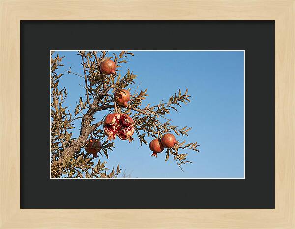 Pomegranate Branch Under Clear Sky