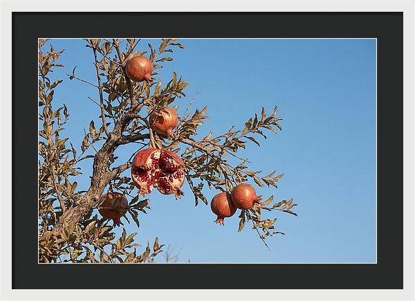 Pomegranate Branch Under Clear Sky