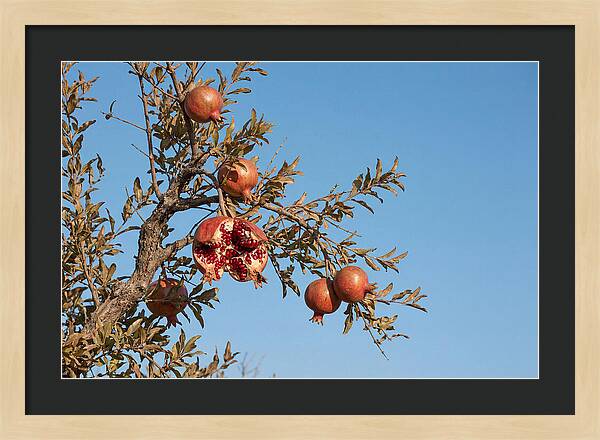 Pomegranate Branch Under Clear Sky