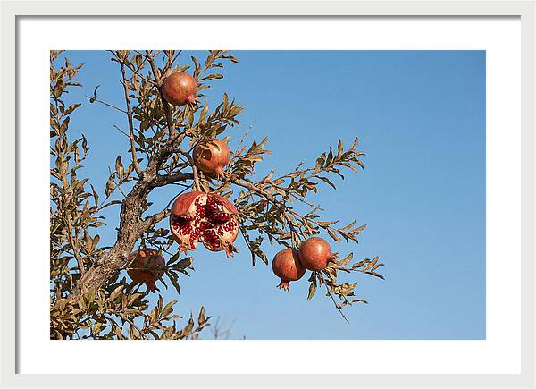 Pomegranate Branch Under Clear Sky