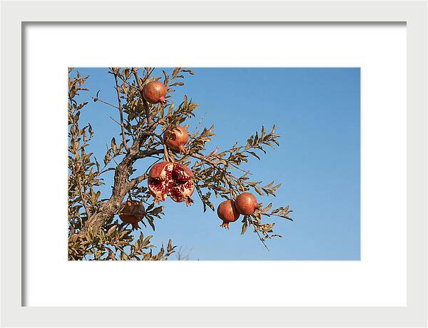 Pomegranate Branch Under Clear Sky