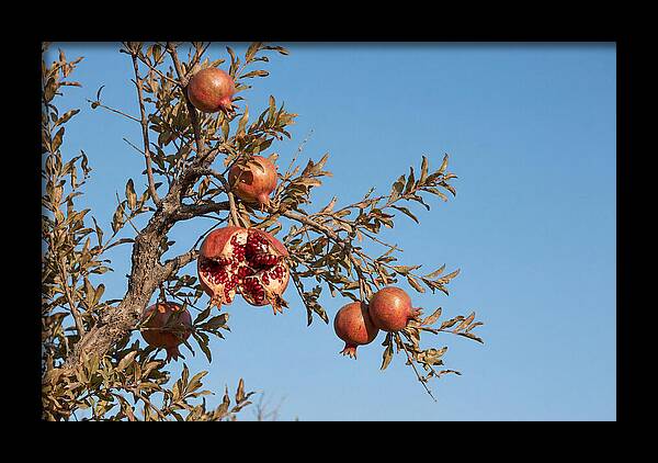 Pomegranate Branch Under Clear Sky