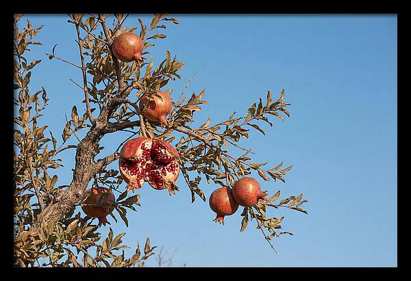 Pomegranate Branch Under Clear Sky