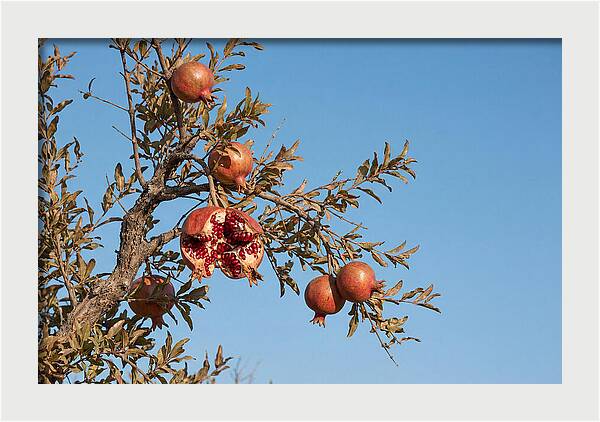 Pomegranate Branch Under Clear Sky