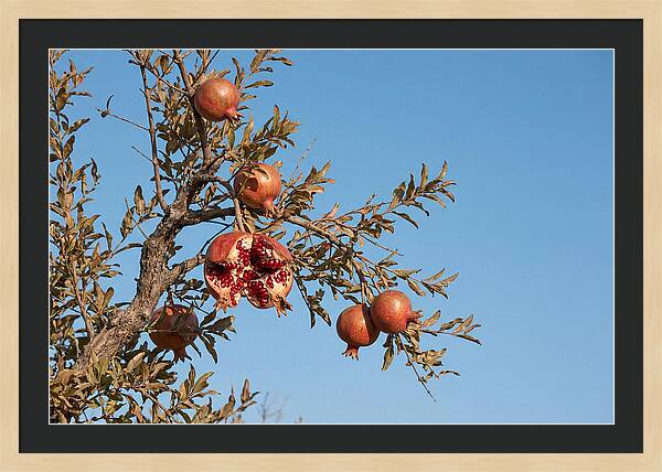 Pomegranate Branch Under Clear Sky