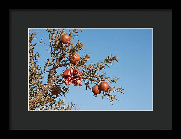 Pomegranate Branch Under Clear Sky