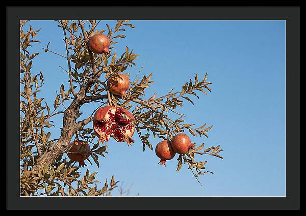 Pomegranate Branch Under Clear Sky